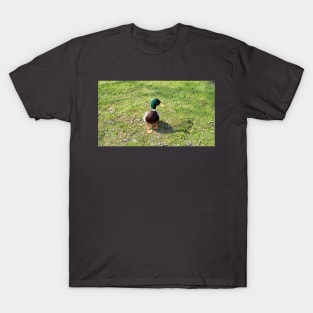 A Cute Mallard Duck Waiting To Be Fed, Staring T-Shirt